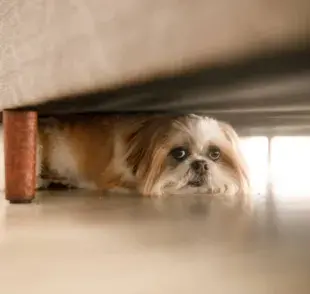 Los perros tienen sentidos mucho más agudos que los humanos.