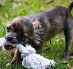 Algunos perros muerden todo cuando cambian de dientes.