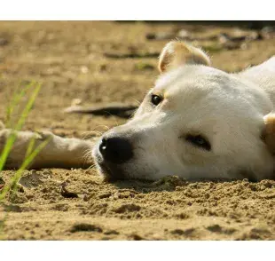 Las pulgas pueden causar graves problemas de salud en tu perro. Foto: Pexels/Joffre Prieto