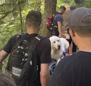 Para proteger a nuestras mascotas en caminatas montañosas, es esencial equiparlas adecuadamente