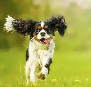 Tener un perro implica mucha responsabilidad, entre ellas su bienestar y felicidad.