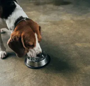 El té de manzanilla es conocido por sus propiedades calmantes y puede ser seguro para las mascotas.