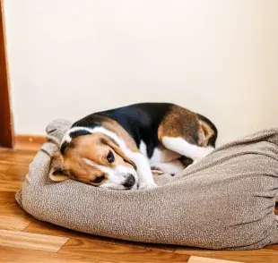 La torsión gástrica ocurre cuando el estómago del perro se dilata con gas y luego se tuerce sobre sí mismo