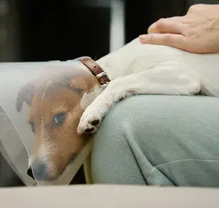 La esterilización es un procedimiento quirúrgico donde se eliminan los órganos reproductores. Foto: Envato/Lazy_Bear