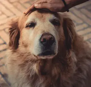 Una señal de demencia senil en perros es cuando no saben dónde están.