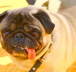 Perros con Síndrome de Down ¿Existen o no?