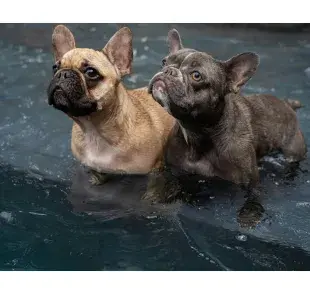 Haz un kit de emergencia para perros durante la temporada de huracanes. Foto: Pexels/JK Creative