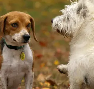 Los perros pueden temblar por miedo y estrés. 