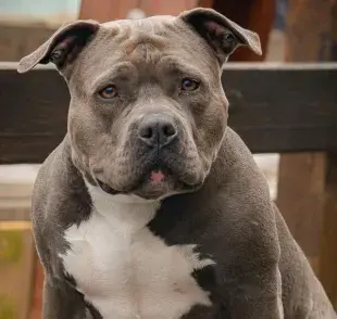 Si te interesa tener un perro para hacer actividad física, este es tu llamado. 
