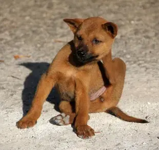 ¿Por qué mi perro se rasca tanto?