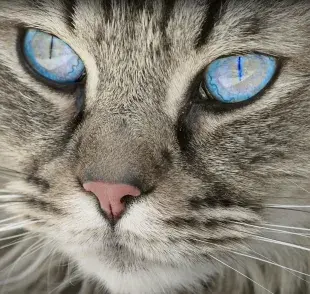 El tercer párpado en gatos es completamente normal. 