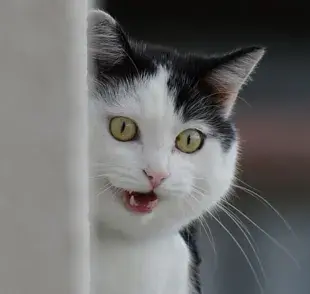 ¡Increíbles datos curiosos de los gatos que no te puedes perder!