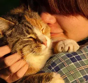 9 tips para caerle bien a un gato