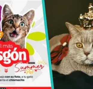 Celebra el Día del Gato compartiendo sus mejores fotos en el SummerPet