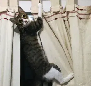 Cómo evitar que un gato se cuelgue en tus cortinas