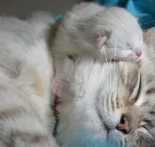 Cuántos gatos puede tener una gata embarazada
