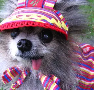 Ideas  de atuendos para mantener a tu perro fresco y con estilo durante el calor