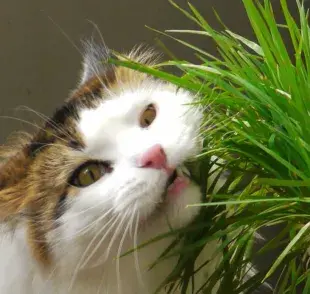 ¿Es seguro que los gatos coman pasto? Descubre por qué los gatos comen pasto