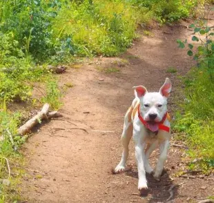 Plan de fin de semana con perros: ¡Diversión al aire libre con amigos!