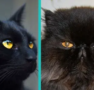 Estas son las razas de gatos negros que existen 