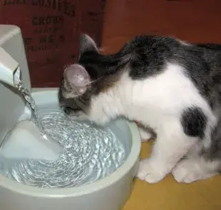 Cómo hacer una fuente de agua para gatos casera que amarán