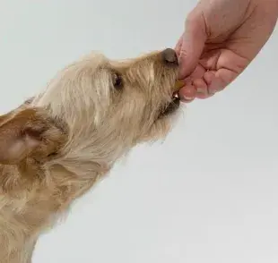 ¿Loratadina para mi perro? Conoce los posibles efectos secundarios.