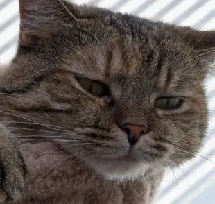 Los gatos también pueden sentir la pérdida de otros animales