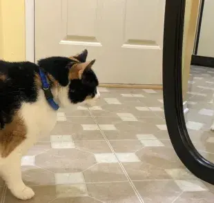 ¿Por qué los gatos se asustan al verse en el espejo?