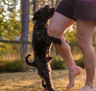 ¿Por qué los perros montan tu pierna? Descúbrelo aquí