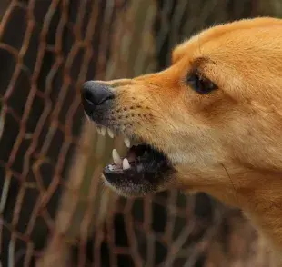 Aprende por qué los perros se vuelven agresivos y cómo ayudarlos a socializar.