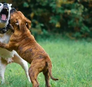 Qué debo hacer después de una pelea de perros