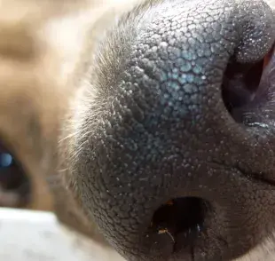 Qué es la trufa de perros y qué pueden hacer los perros con ella