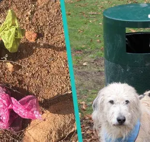 ¿Qué pasa si no recoges las heces de tu mascota, hay multa?