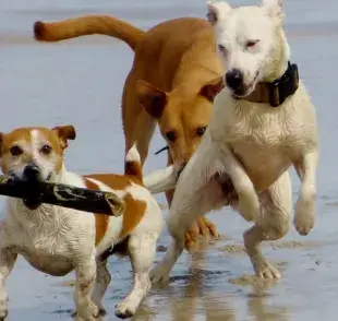 Top 3 de actividades para tu perro un fin de semana