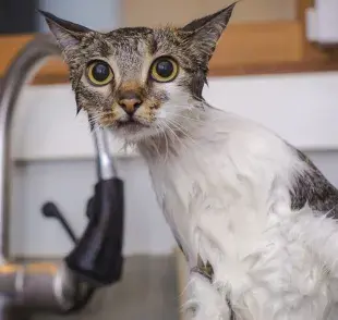 Tutorial de cómo bañar a un gato sin morir en el intento