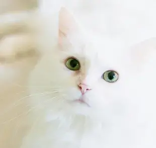 Son tan raros los gatos diamante que no hay categoría para ellos. 