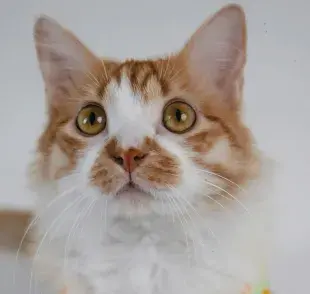 Los gatos sí tienen memoria. 