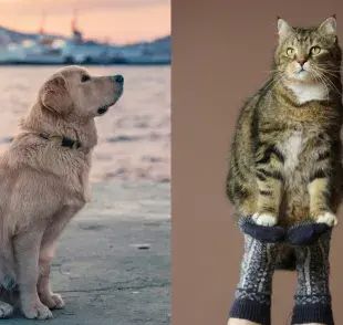 Los perros tienen su gravedad más alto que los perros.