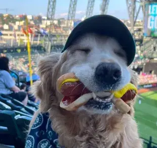 Un Golden Retriever llamado Dash se ha convertido en una sensación viral en el mundo del béisbol.