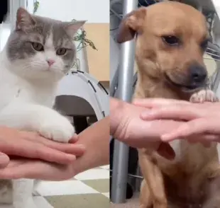 El trend muestra la reacción de los animales con las manos de sus dueños.