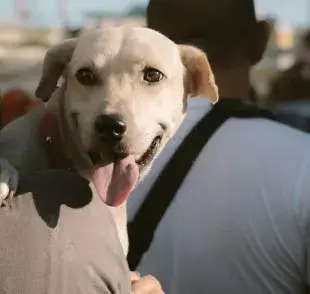 Elegir el nombre de tu perro es de suma importancia.