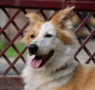 Los perros reconocen más sabores que los gatos. 