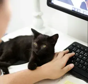 Entre las preguntas más buscadas sobre gatos es la adopción.