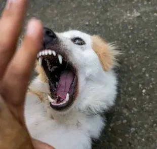 Lavar los dientes de tu perro eliminará los peligros del sarro. 