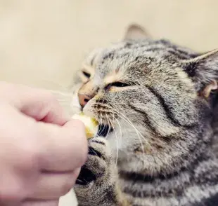 Usa comida para atraer a un gato callejero.