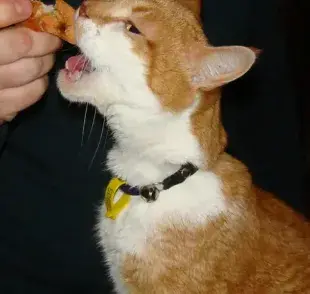 comida para gatos