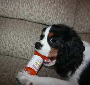 Medicinas humanas que pueden intoxicar a tu perro