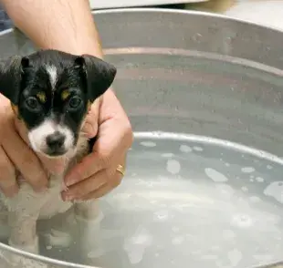 ¿A qué edad se le puede bañar a un perro por primera vez?