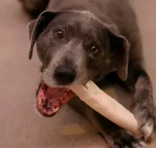 La dieta perfecta para cuidar los huesos de tu perro desde dentro.