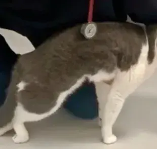 ¿Tu gato tambalea? ¡Podría ser la enfermedad del tambaleo!